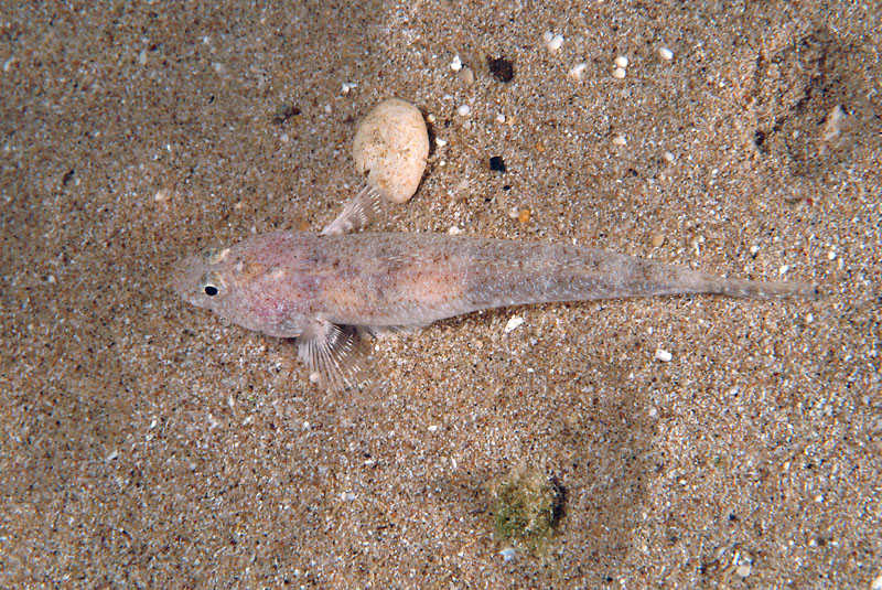 Pomatoschistus cf. marmoratus